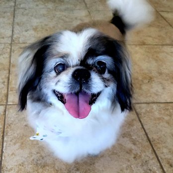 Canyon Ridge Pet - Pet Groomers Near Me - Tucson, Arizona Canyon Ridge Pet - Pet Groomers Near Me - Tucson, Arizona