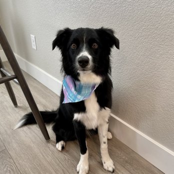 Abbi's Grooming - Ally always does a fantastic job Pictured: ellie - Pet Groomers Near Me - Lincoln, California Abbi's Grooming - Ally always does a fantastic job Pictured: ellie - Pet Groomers Near Me - Lincoln, California