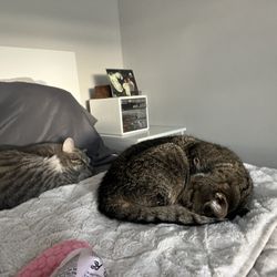Lil Roar Cat Rescue - The girls