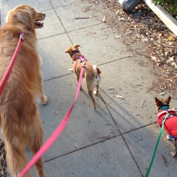 "Double You" Pet Sitters - Honey Bear, Ella and Ibby taking me for a walk - Dog Walkers Near Me - La Jolla, California "Double You" Pet Sitters - Honey Bear, Ella and Ibby taking me for a walk - Dog Walkers Near Me - La Jolla, California