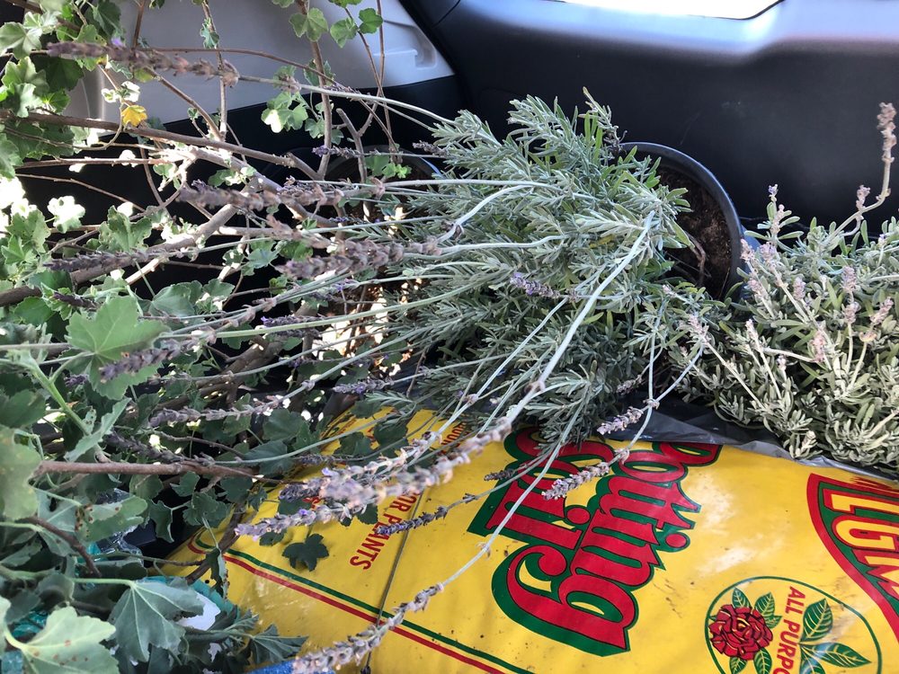 FIRST IMAGE NURSERY 38 Photos & 15 Reviews 2700 S Fairfax Ave, Los