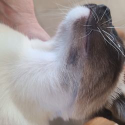 Animal Clinic Western - Can't even see where the abscess was