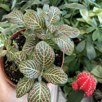 Plants by Post - Nurseries & Gardening Near Me - Campbell, California