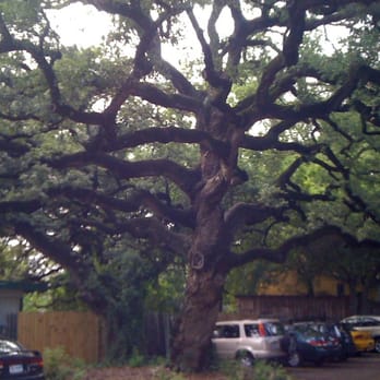 Crow Bar - parking lot tree - Cocktail Bars Near Me - Austin, Texas Crow Bar - parking lot tree - Cocktail Bars Near Me - Austin, Texas