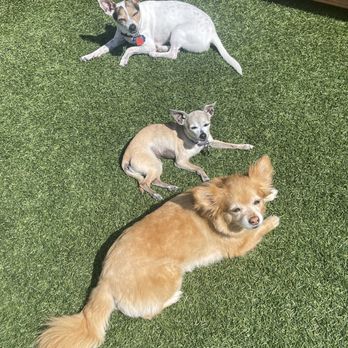 DOG PPL - Dog Parks Near Me - Santa Monica, California DOG PPL - Dog Parks Near Me - Santa Monica, California