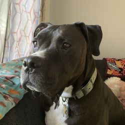 Good Shepherd Pet Services