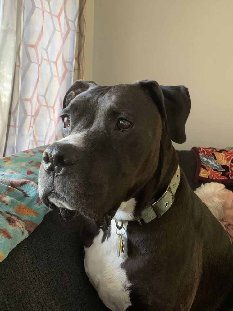 Good Shepherd Pet Services Image