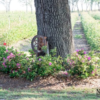 Amber Brooke Farms Williston - Pick Your Own Farms Near Me - Williston, Florida Amber Brooke Farms Williston - Pick Your Own Farms Near Me - Williston, Florida
