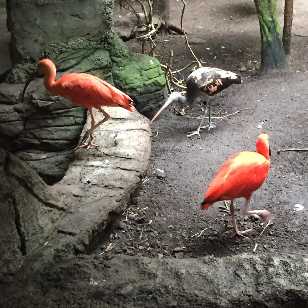 Bird Kingdom - Zoos Near Me - Niagara Falls, Ontario Bird Kingdom - Zoos Near Me - Niagara Falls, Ontario