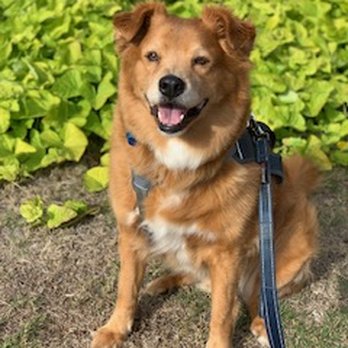 Parkside Animal Hospital - Rascal - Veterinarians Near Me - Keller, Texas Parkside Animal Hospital - Rascal - Veterinarians Near Me - Keller, Texas