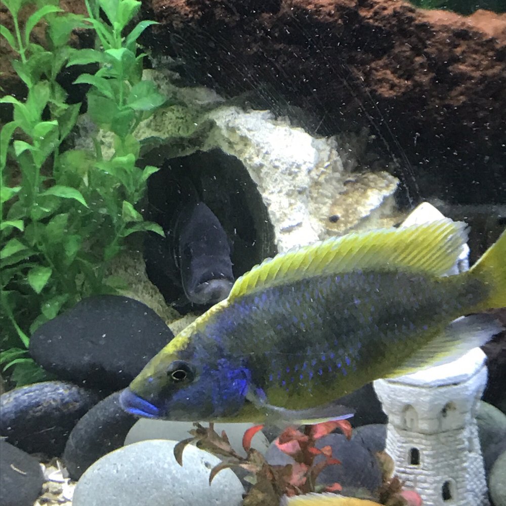 Total Aquariums - Aquarium Services Near Me
