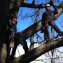 Photo of Madrone Modern Arboriculture