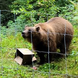 The Kroschel Wildlife Center - Bear