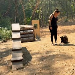 Perfect Pack Dog Training