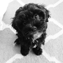 Photo of Dogstar-Marin Dog Walking and Pet Sitting