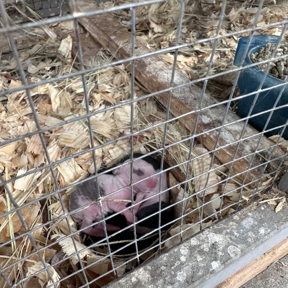 Good Mood Ranch - Baby bunny - Ranches Near Me - Naples, Florida Good Mood Ranch - Baby bunny - Ranches Near Me - Naples, Florida