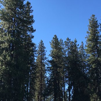 McCloud RV Resort - Surrounded by beautiful trees throughout! - Campgrounds Near Me - McCloud, California McCloud RV Resort - Surrounded by beautiful trees throughout! - Campgrounds Near Me - McCloud, California