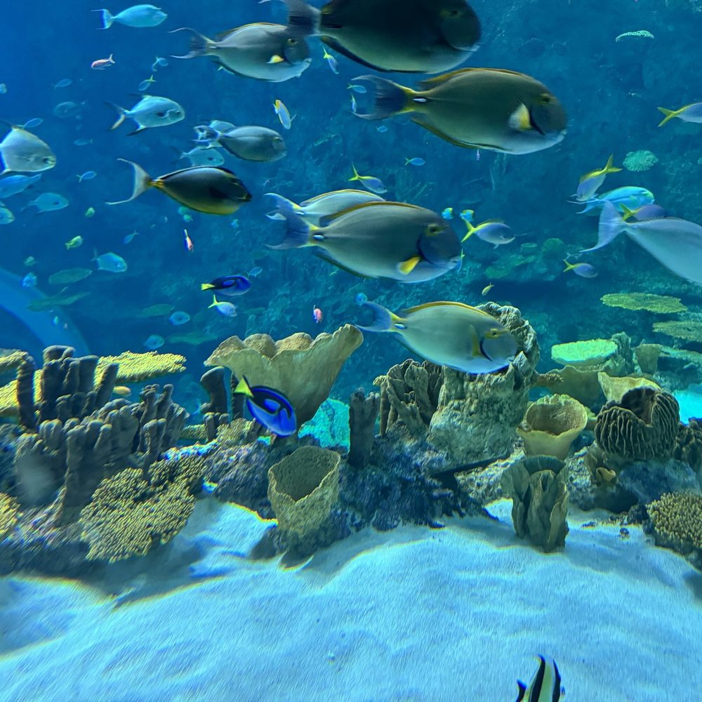 Seattle Aquarium - Aquariums Near Me - Seattle, Washington Seattle Aquarium - Aquariums Near Me - Seattle, Washington