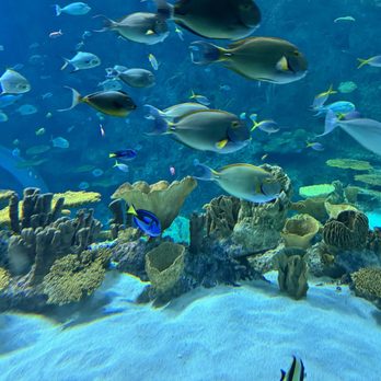 Seattle Aquarium - Aquariums Near Me - Seattle, Washington Seattle Aquarium - Aquariums Near Me - Seattle, Washington