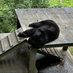 Zoo-Bear Hollow Wildlife Trail