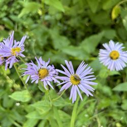 Bear Lake - Aster