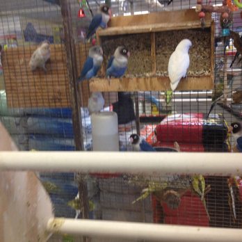Pratt's Pets - Glendale - Assorted parrots and other birds - Pet Stores Near Me - Glendale, Arizona Pratt's Pets - Glendale - Assorted parrots and other birds - Pet Stores Near Me - Glendale, Arizona