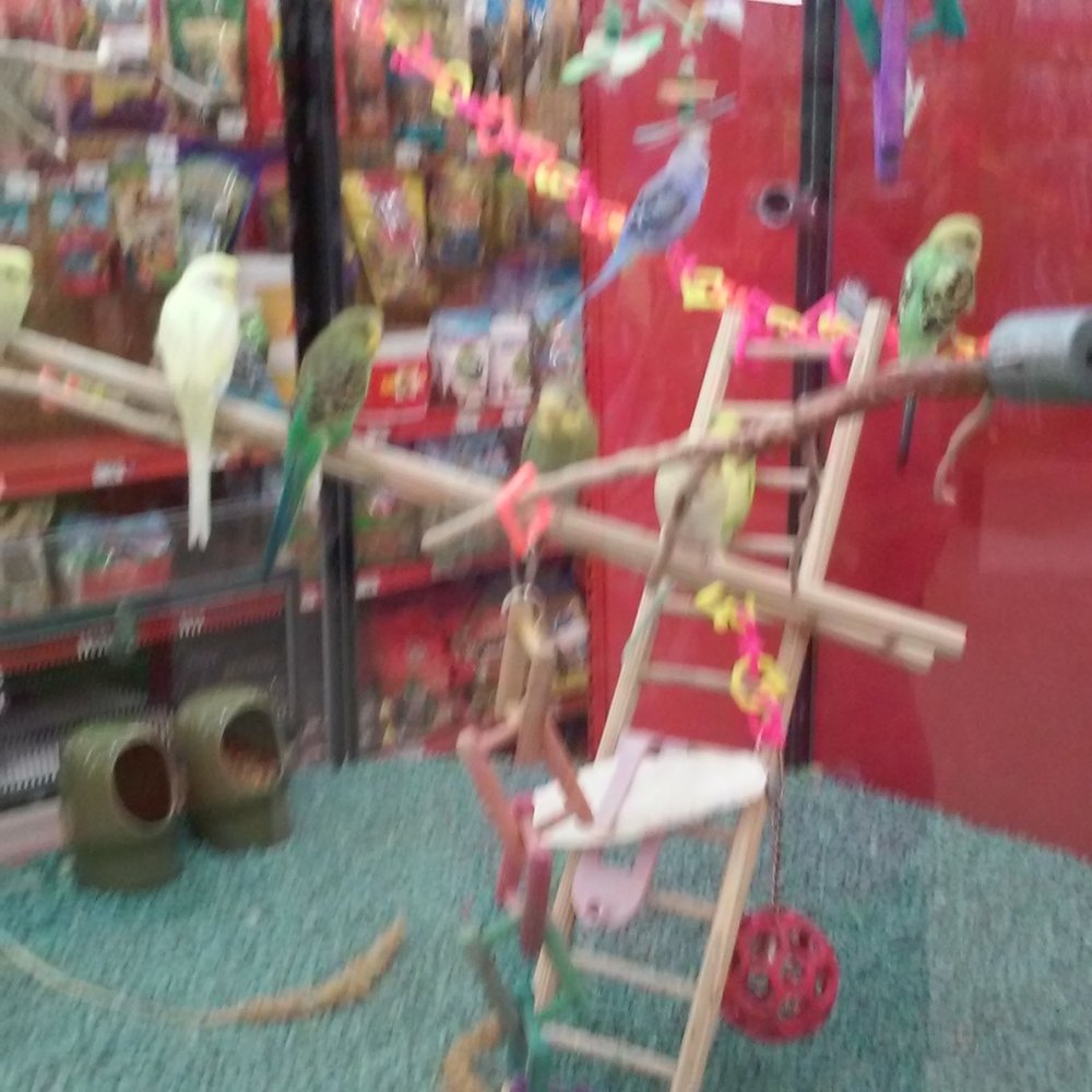 Birds
