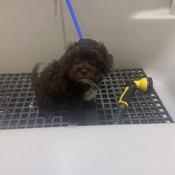 Petstyles - This is Doge's first bath. What a happy little boy! Look at his tail, just a blur because he's wagging it so fast! - Pet Sitting Near Me - Forest Lake, Minnesota Petstyles - This is Doge's first bath. What a happy little boy! Look at his tail, just a blur because he's wagging it so fast! - Pet Sitting Near Me - Forest Lake, Minnesota