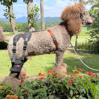 Ortho Dog - Milo, a handsome Poodle, standing in flowers with the Cruciate Care Knee Brace on a beautiful summer day in the Blue Ridge Mountains - Holistic Animal Care Near Me - Swannanoa, North Carolina Ortho Dog - Milo, a handsome Poodle, standing in flowers with the Cruciate Care Knee Brace on a beautiful summer day in the Blue Ridge Mountains - Holistic Animal Care Near Me - Swannanoa, North Carolina