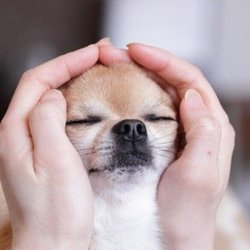 In the Dog House - Reiki treatments for pets