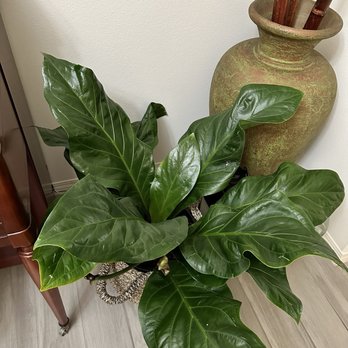 Kimberly's Indoor Plants - Jungle bush anthurium - Nurseries & Gardening Near Me - Rialto, California Kimberly's Indoor Plants - Jungle bush anthurium - Nurseries & Gardening Near Me - Rialto, California