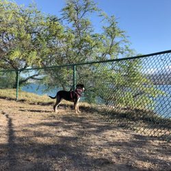 Ford Island Dog Park - Enjoying the ocean view!
