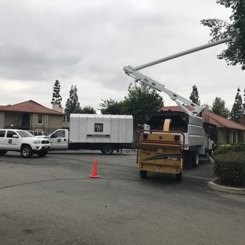 HLS Tree Service - Tree service and removal - Tree Services Near Me HLS Tree Service - Tree service and removal - Tree Services Near Me