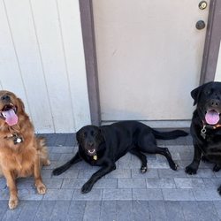 Tualatin Animal Clinic