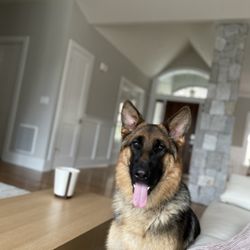 Bark Fit