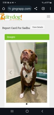 Citydog! Club by null