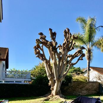 A A Landscaping - a tree that has been pruned - Landscaping Near Me A A Landscaping - a tree that has been pruned - Landscaping Near Me