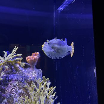 Birch Aquarium - Aquariums Near Me - La Jolla, California