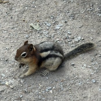 Johnston Canyon Lodge & Bungalows - Resorts Near Me - Banff, Alberta Johnston Canyon Lodge & Bungalows - Resorts Near Me - Banff, Alberta