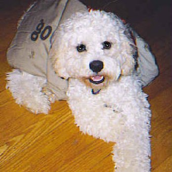 Veterinary Specialty Services - Veterinarians Near Me - Ballwin, Missouri Veterinary Specialty Services - Veterinarians Near Me - Ballwin, Missouri