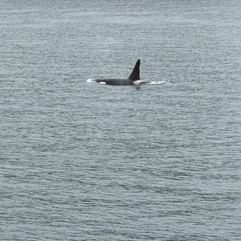 Major Marine Tours - Boating Near Me - Seward, Alaska Major Marine Tours - Boating Near Me - Seward, Alaska
