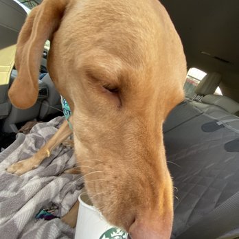 Starbucks - My furbaby enjoying her Pupaccino ! - Coffee & Tea Near Me - Millcreek, Utah Starbucks - My furbaby enjoying her Pupaccino ! - Coffee & Tea Near Me - Millcreek, Utah