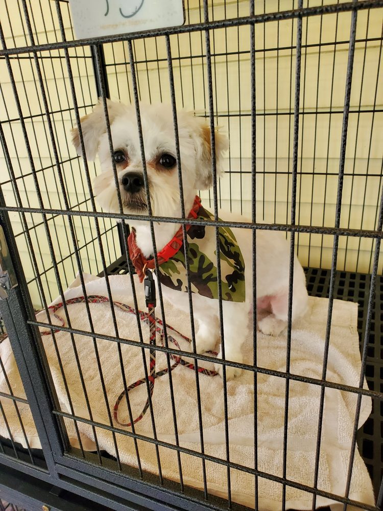 SHANNON’S HAPPY TAIL DOG GROOMING Updated August 2024 13 Photos