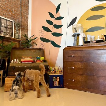Zoomies Pet Cafe - Gift Shops Near Me - St. Louis, Missouri Zoomies Pet Cafe - Gift Shops Near Me - St. Louis, Missouri