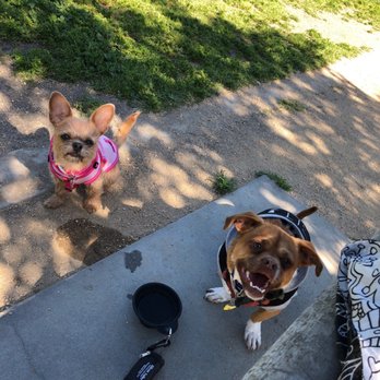 Watson Park - Enjoying some fun in the sun! - Dog Parks Near Me - San Jose, California