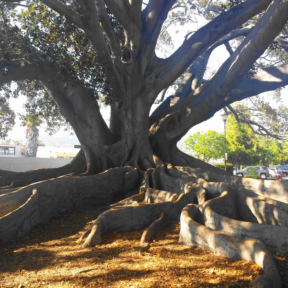 Moreton Bay Fig Tree Park - Parks Near Me - Santa Barbara, California Moreton Bay Fig Tree Park - Parks Near Me - Santa Barbara, California