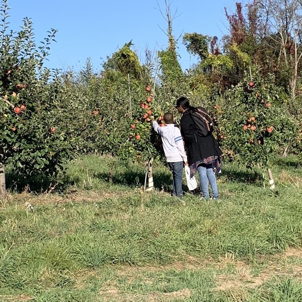 Lots of apples to pick.