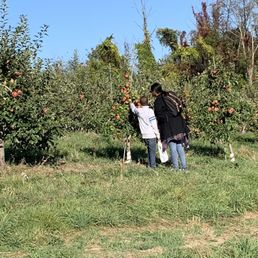 Lots of apples to pick.