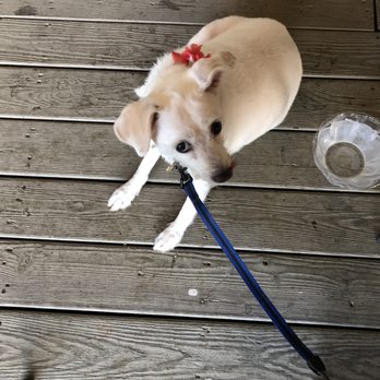 Quill's Canteen - My dog sat quietly next to us - Pizza Near Me - Fontana Dam, North Carolina Quill's Canteen - My dog sat quietly next to us - Pizza Near Me - Fontana Dam, North Carolina