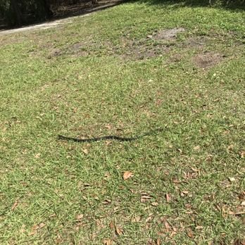 Manatee Park - Black snake - Parks Near Me - Fort Myers, Florida Manatee Park - Black snake - Parks Near Me - Fort Myers, Florida